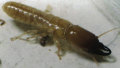 Photo d'un soldat termite, mesurant 5 à 6 mm avec ses mandibules proéminentes (Biodiversity Atlas)