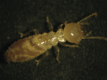 photographie d'un ouvrier termite, mesurant environ 5 mm (Biodiversity Atlas)