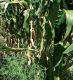 Stylosanthes guianensis semé en même temps que le maïs. Photo : O.Husson