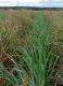 Croissance rapide du brachiaria après la récolte du riz. Photo : O.Husson