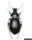 Photographie : Carabus nemoralis (Pennsylvania Department of Conservation and Natural Resources - Forestry Archive)