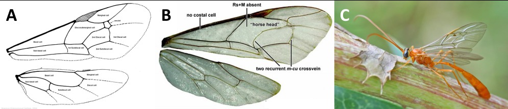 Nervations alaires d'Ichneumonidae - A) Schéma de l'aile ; B) Photographie de l'aile ; C) Photographie de l'individu (A. Ramel, Le monde des insectes)