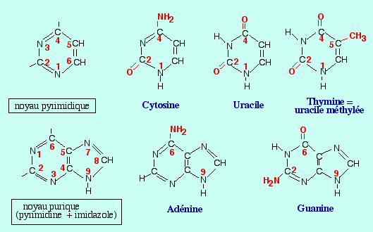 Formule des bases azotées rencontrées dans les acides nucléiques.(Document tiré du site http://www.snv.jussieu.fr/bmedia/coursBC/ Planche 8)