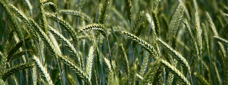 Champs de blé