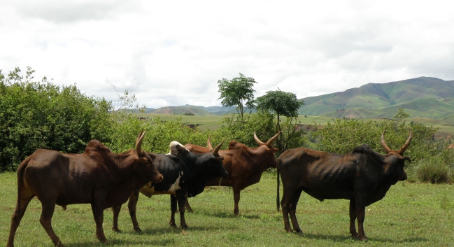 Photographie : Zébus malgaches (De Tourdonnet, S. UMR Innovation)