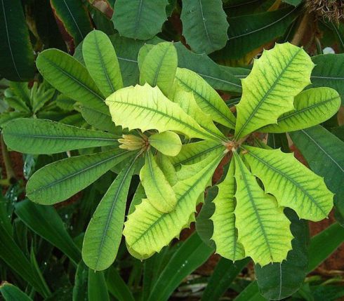 Photographie : Chlorose de Banksia integrifolia, indiquant une déficience en fer (Wikipédia). On observe des feuilles décolorées, d'une couleur vert clair, symptôme de la carence.
