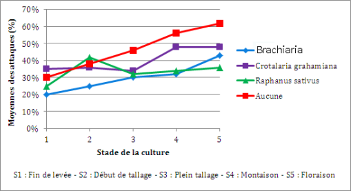 Graphique : Évolution cumulée des attaques de vers blancs sur riz pluvial, sur un précédent de maïs (Randriamanantsoa, R. et al. 2012). On observe l'évolution des moyennes d'attaques au fur et à mesure du cycle de développement du riz, en fonction des différentes plantes de couverture.