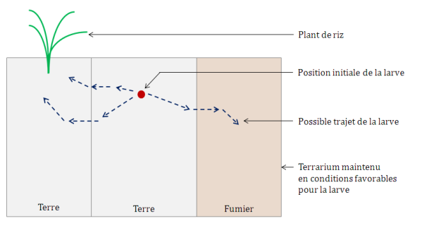 Schéma : Dispositif expérimental utilisé afin d'étudier les préférences alimentaires des différentes espèces de vers blancs (Ratnadass, A. et al. 2013). On observe un terrarium divisé en 3 colonnes de sol : à gauche de la terre et un plant de riz, au centre de la terre et le point d'implantation de la larve, et à droite de la terre mélangée à du fumier de bovin. Des flèches dirigées vers la droite et la gauche indiquent les différents trajets possibles de la larve.