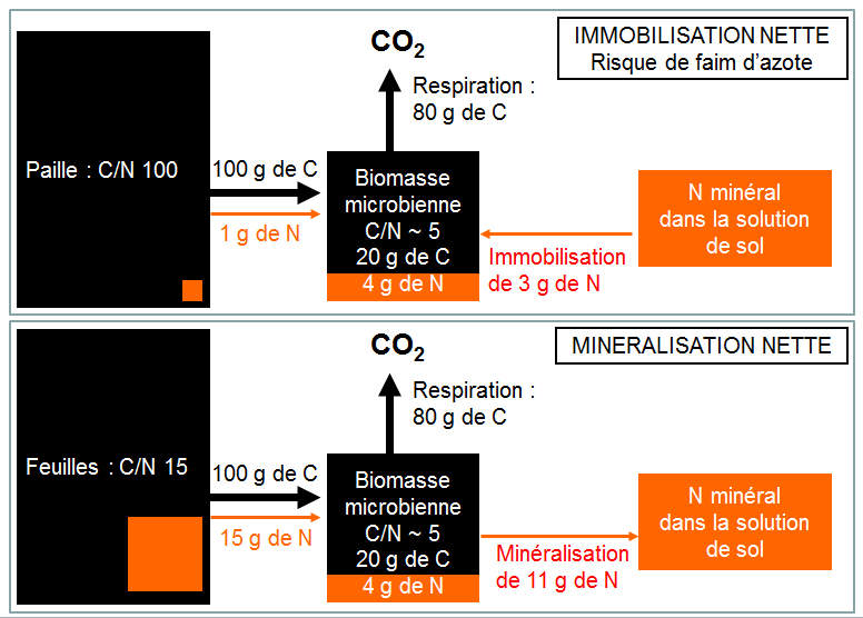 Illustration du phénomène de faim d'azote explicité dans le paragraphe