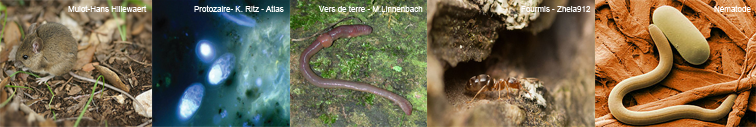 Illustration de la diversité des organismes du sols : vers de terre, protozoaire, mulot, fourmis...