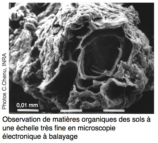 Débris végétal enrobé de particules d'argile