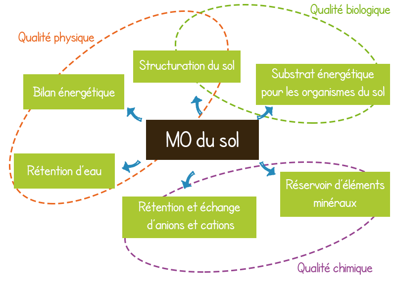 La MO dans le sol sert à la structuration de sol, au bilan énergétique, la rétention d'eau (fertilité physique), Substrat énergétique pour les OS du sol (fertilité biologique) réservoir d'élément minéraux et retention et échange de cation et anion (fertilité chimique)