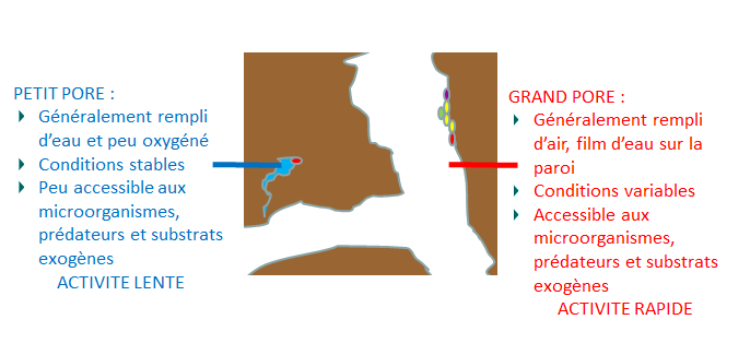 PETIT PORE :Généralement rempli d'eau et peu oxygéné,Conditions stables, Peu accessible aux microorganismes, prédateurs et substrats exogènes, --> activité lente. GRAND PORE : Généralement rempli d'air, film d'eau sur la paroi, Conditions variables, Accessible aux microorganismes, prédateurs et substrats exogènes--> ACtivité rapide