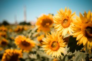 Culture de tournesol