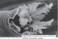 Photo de tête de nématode bactérivore. European Atlas of soil Biodiversity