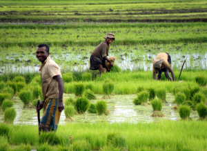 Photographie : Repiquage en riziculture irriguée (Penot, E. CIRAD/UMR Innovation)