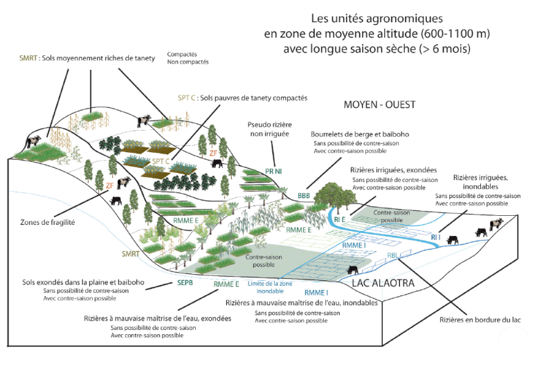 Schéma : Les différentes unités agronomiques de la toposéquence du Lac Alaotra (Husson, O. GSDM)
