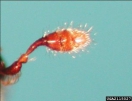 Photographie : Zoom sur l'antenne d'un scolyte (E.R. Hoebeke, Cornell Univ.)