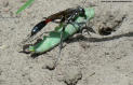 Photographie de Sphecidae (P.J. Bushong)