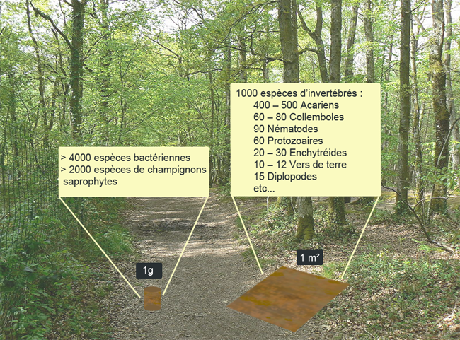 Nombre d'esp&egrave;ces d'organismes du sol dans un &eacute;chantillon de 1m&egrave;tre carr&eacute; de foret