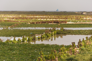 Champs d'algues immerg&eacute;es