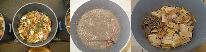 Photographies issues d'une des exp&eacute;rimentations du projet PEPITES. Des colonnes de sol ont &eacute;t&eacute; incub&eacute;es avec un paillis de ma&iuml;s et de dolique &agrave; la surface du sol (Photo 1), avec et sans 2 vers de terre an&eacute;ciques par colonne (photo 2). Au bout de 3 jours, on voit d&eacute;j&agrave; l'effet de l'activit&eacute; des vers an&eacute;ciques (Photo 3) : &agrave; gauche, un turricule de ver est apparu &agrave; la surface et une partie des r&eacute;sidus a &eacute;t&eacute; incorpor&eacute;e dans le sol. Photos : Inra FARE (S. Recous)