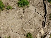 Une croute de battance, on voit le sol craquel&eacute;