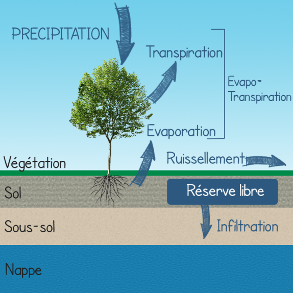 Cycle de l'eau&nbsp;: Entr&eacute;e&nbsp;: pr&eacute;cipitation Sortie&nbsp;: transpiration, &eacute;vaporation, Ruissellement, R&eacute;serve utile, Infiltration