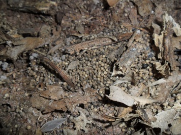 toutes petites boules gris-marron sur une liti&egrave;re de feuilles