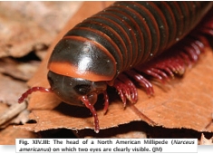 Diplode sur une feuille morte