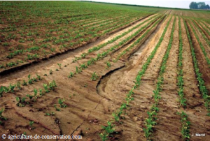Une partie du champs de betterave est &eacute;rod&eacute; et semble avoir gliss&eacute;e