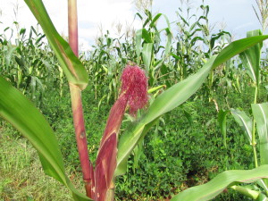 Epi de Mais dans un champ avec des cultures associ&eacute;es