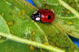 Photographie : La coccinelle Adalia Bipunctata, prédateur de pucerons (Wikimedia Commons). On observe une coccinelle entourée de pucerons verts.