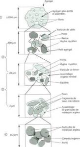 Sch&eacute;ma&nbsp;: Constitution d'un agr&eacute;gat de sol. D&eacute;tails sur la structure d'un agr&eacute;gat de sol (Calvet, R. 2003). Observation des constituants d'un agr&eacute;gat &agrave; diff&eacute;rentes &eacute;chelles.