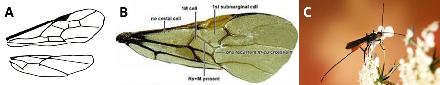 Nervations alaires de Braconidae - A) Sch&eacute;ma de l'aile ; B) Photographie de l'aile&nbsp;; C) Photographie de l'individu (A. Ramel, Le monde des insectes)