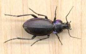 Photographie&nbsp;: Carabe des bois, de couleur noire violac&eacute; ou bleu&acirc;tre, avec les bords du pronotum et des &eacute;lytres violets