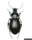 Photographie : Carabus nemoralis (Pennsylvania Department of Conservation and Natural Resources - Forestry Archive)