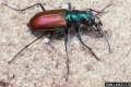 Photographie : Cicindela scutellaris (Sturgis McKeever)