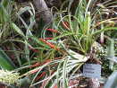 Photographie&nbsp;: Tillandsia flabellata, &eacute;piphyte (Wikip&eacute;dia). On observe une plante d&eacute;velopp&eacute;e sur une branche d'arbre, en hauteur.