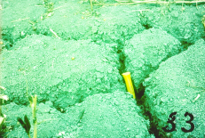 Photographie&nbsp;: Fissuration en sol argileux. On observe que la surface du sol est d&eacute;coup&eacute;e en de nombreux polygones.