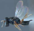 Photographie&nbsp;: Pachycrepoideus Vindemiae (Parasitoids of Fruit-Infesting Tephritidae)
