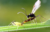 Photographie&nbsp;: Une femelle de parasito&iuml;de du genre Aphidius en position de ponte dans une larve de puceron (S. Dourlot, Univ. Rennes I)