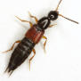 Photographie&nbsp;: Staphylinidae Philontus (M. Quinn)