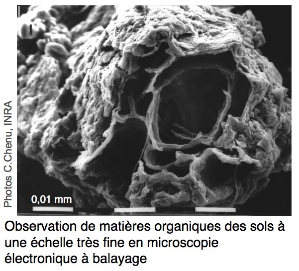D&eacute;bris v&eacute;g&eacute;tal enrob&eacute; de particules d'argile