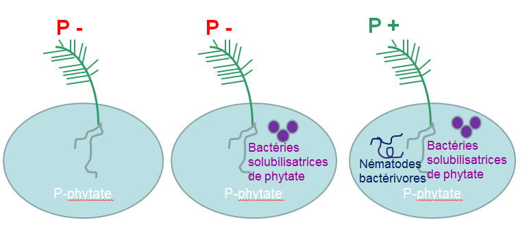 La plante seule = captation de P moins bonne, La plante et des Bactéries solubilisatrices de phytate = captation P moins bonne, La plante, des Bactéries solubilisatrices de phytate et Nématodes bactérivores = captation de P meilleure