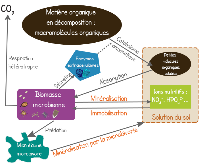 La pr&eacute;dation de la biomasse microbienne par la microfaune microbivore participe &agrave; la min&eacute;ralisation de la solution du sol en ions nutritifs