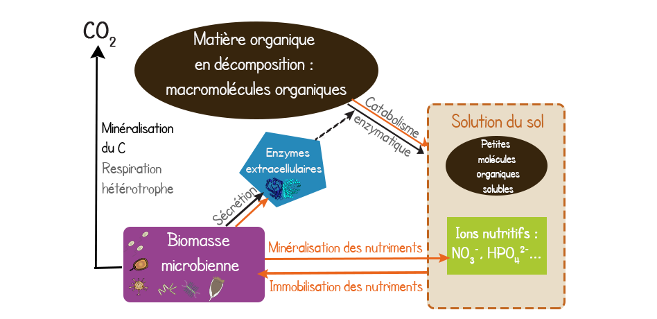 Relation entre la mO en d&eacute;composition, la solution du sol, la biomasse microbienne et les enzymes extracellulaires.