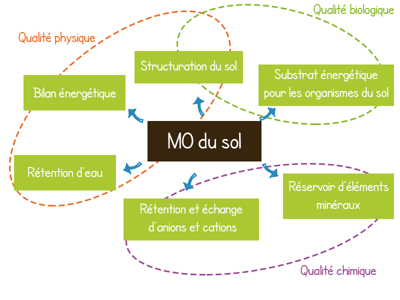 La MO dans le sol sert &agrave; la structuration de sol, au bilan &eacute;nerg&eacute;tique, la r&eacute;tention d'eau (fertilit&eacute; physique), Substrat &eacute;nerg&eacute;tique pour les OS du sol (fertilit&eacute; biologique) r&eacute;servoir d'&eacute;l&eacute;ment min&eacute;raux et retention et &eacute;change de cation et anion (fertilit&eacute; chimique)