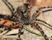 Photo 22 - Araign&eacute;e