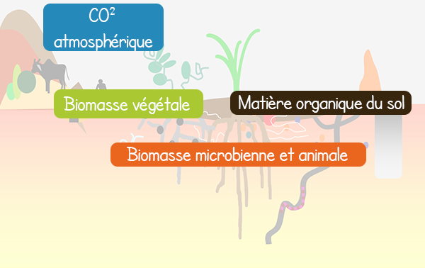 Les 4 stocks du C&nbsp;: CO2 atmosph&eacute;rique, Biomasse v&eacute;g&eacute;tale, Mati&egrave;re organique du sol, Biomasse microbienne et animale